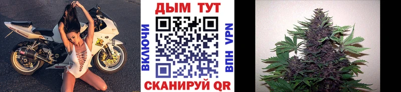 наркотики  Заводоуковск  Канабис сатива 